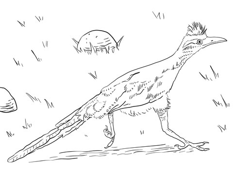 Greater Roadrunner Coloring Page